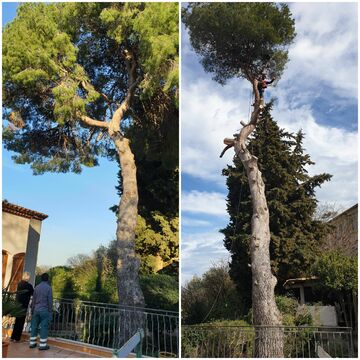 Prestation d'élagage d'arbre de jardin