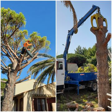 Abattage d'arbre à Montpellier par un jardinier