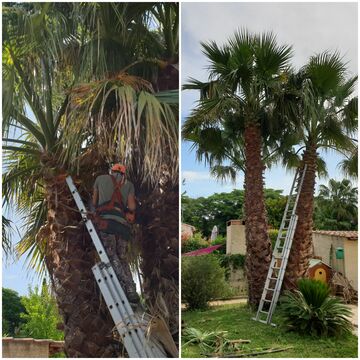 Comment élaguer un arbre ?